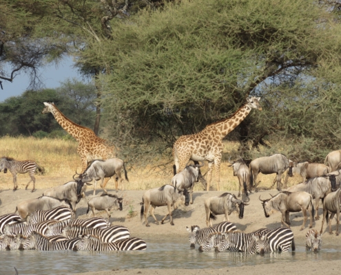 Giraffe, wildebeest and zebra all gathered together at a watering hole