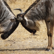 two wildebeest locking horns (in the Ngorongoro crater)