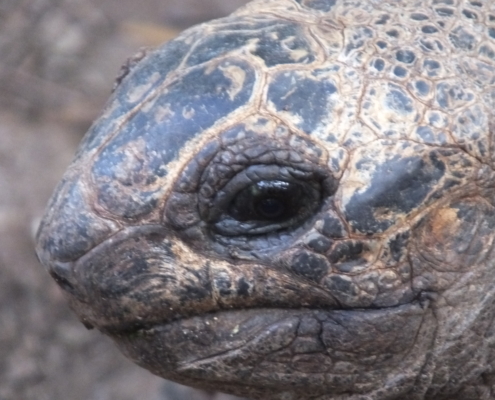 close up of the eye and face of a giant aldabra tortoise on Changuu Island (Zanzibar)