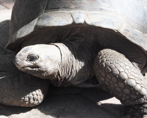 Giant Aldabra Tortoise on Changuu Island (Zanzibar)