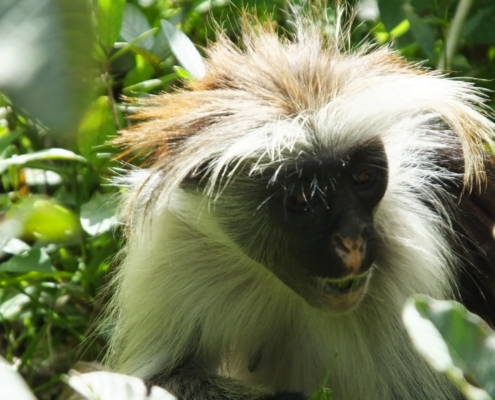 Face of a red colobus monkey on Zanzibar
