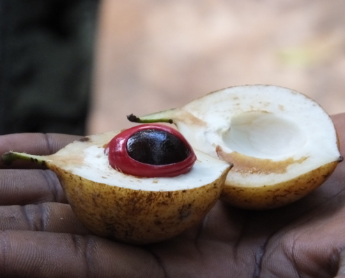 Nutmeg held in man's hand from a spice farm on Zanzibar