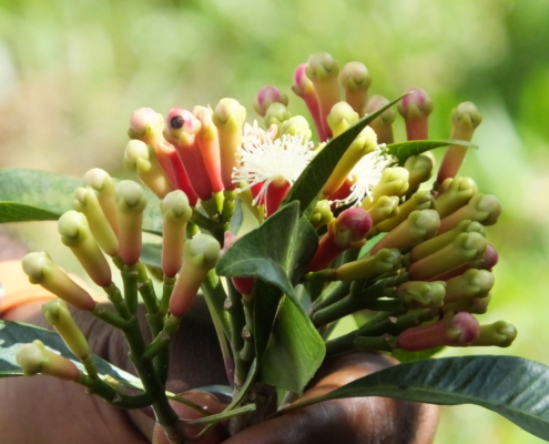 flowering cloves held in man's hand from a spice farm on Zanzibar