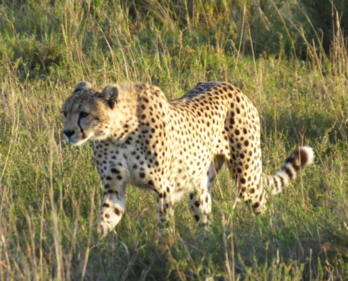 Full body Cheetah walking in the Serengeti Grasses