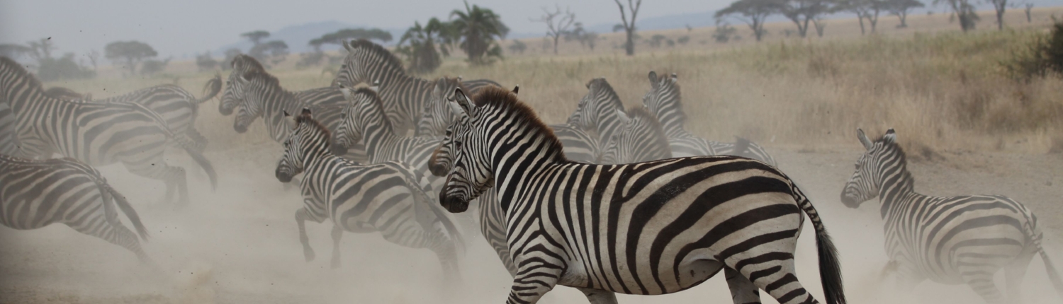 zebra running in a cloud of dust near the Grumeti River in the Western Serengeti