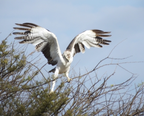 a martial eagle landing (wings up) on scrub