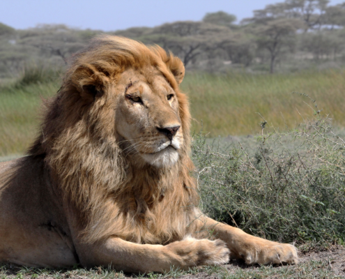 Beautiful lion with large mane