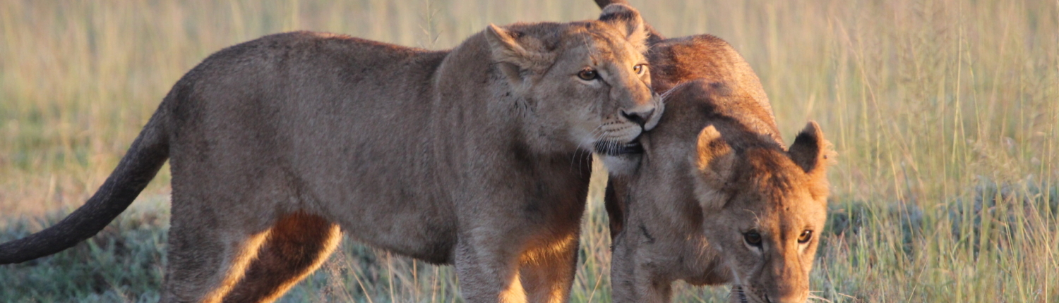 One lioness licking another in the Serengeti in the golden hours