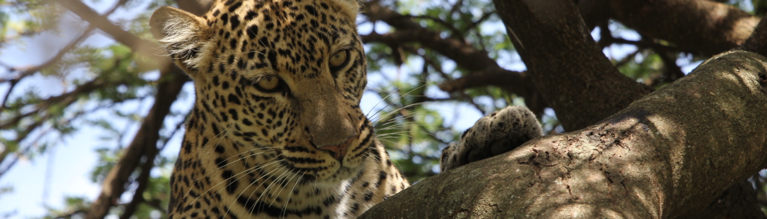leopard dappled by the sun in a tree branch